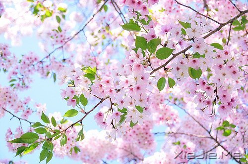 ������;���߹���֪��ǳ (3)