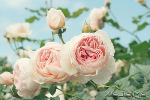 �簲�����Ҫ���������õĳ��� (8)